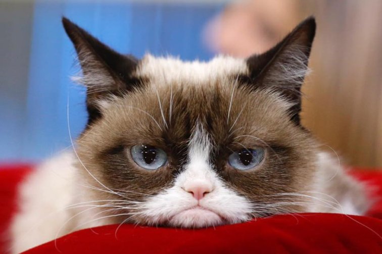 grumpycat